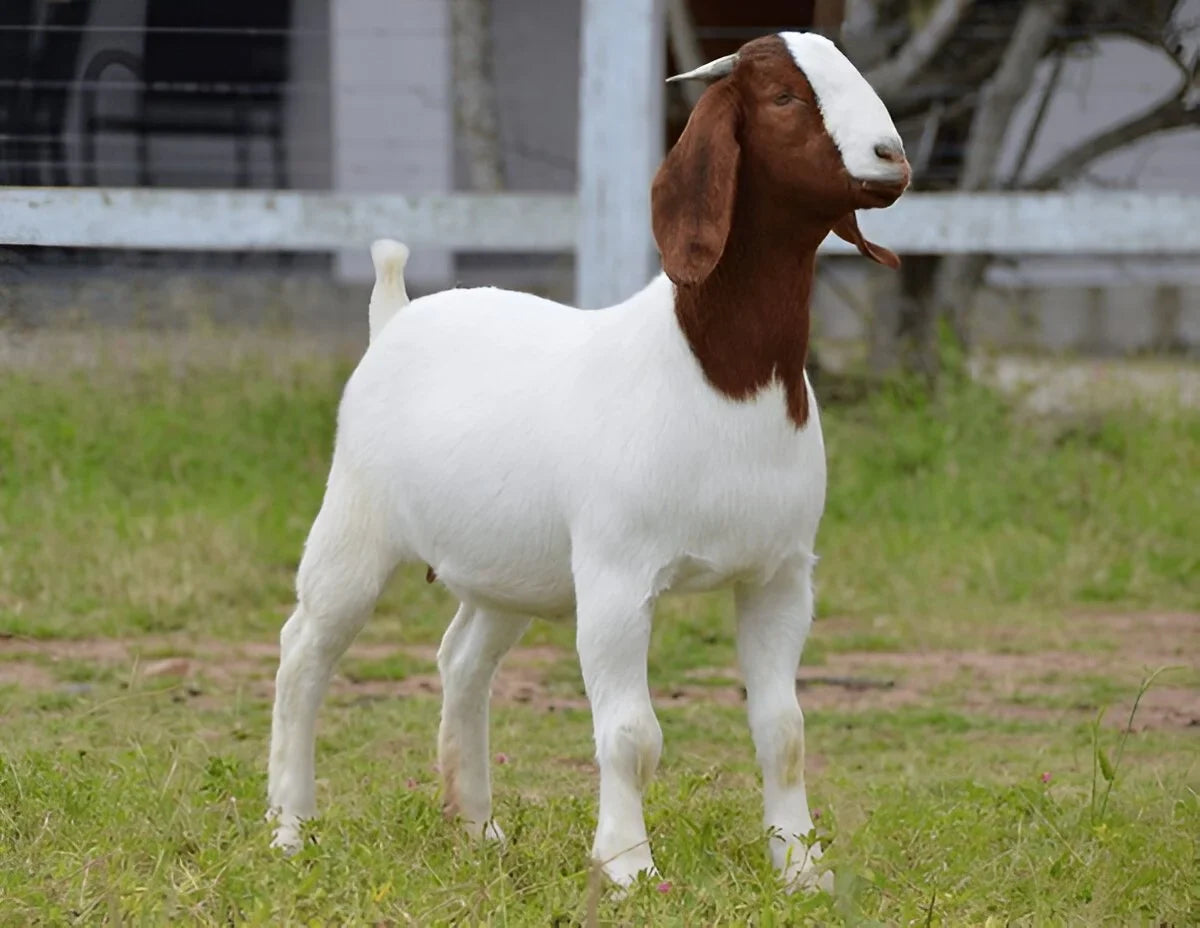 Beetal Goats