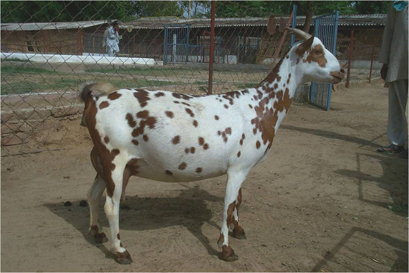 Barbari Goats
