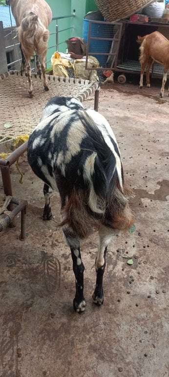Sirohi Goat S0375