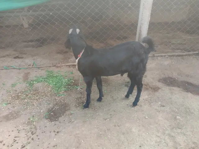 Beetal Goat B0387