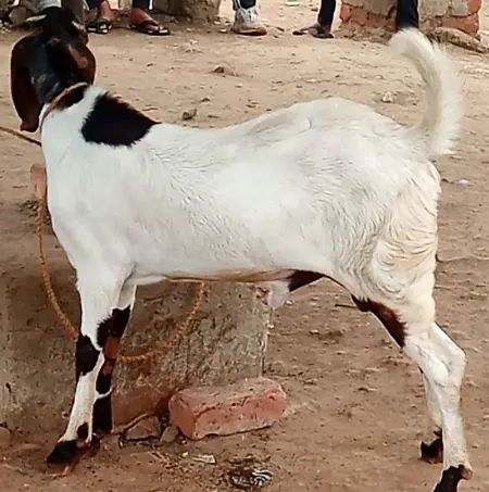 Sirohi Goat S0396