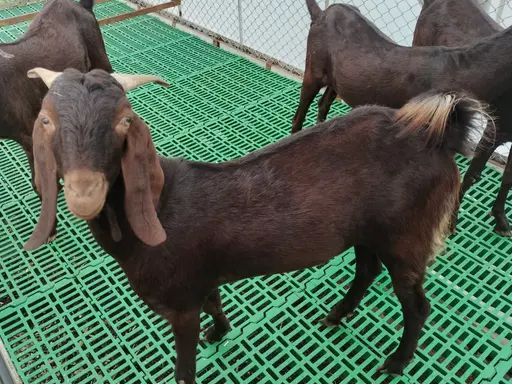 Sirohi Goat S0392