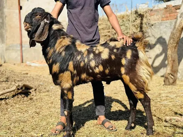 Sirohi Goat S0394