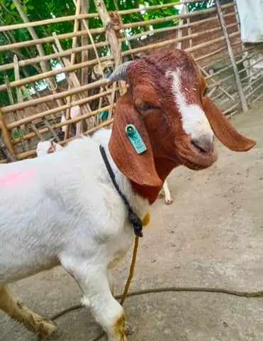 Boer Goat B0155