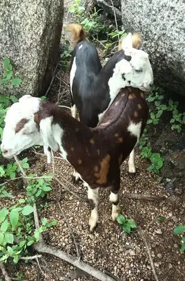 Sirohi Goat S0395